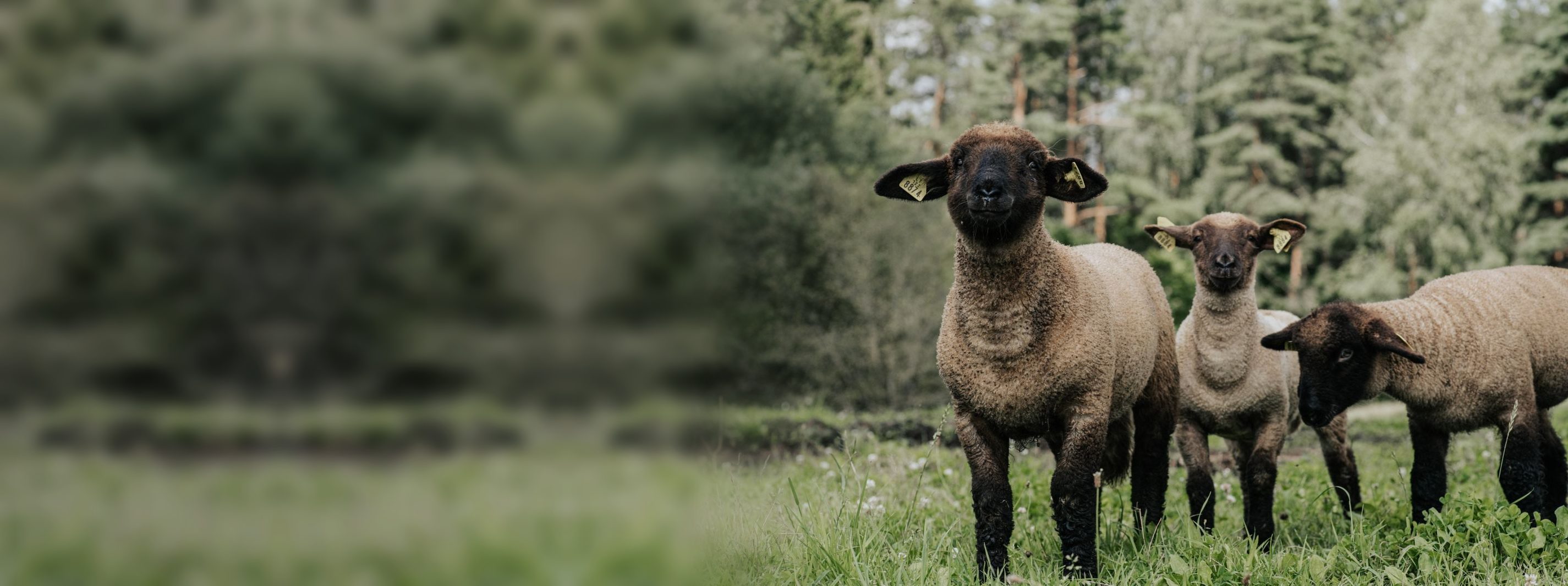 Lambs grazing at Farmers Circle, our regenerative farm